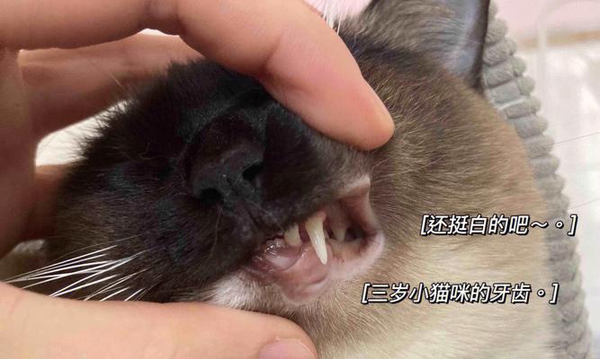 宠物猫咪的牙齿为什么会变黄（探究猫咪牙齿变黄的原因及预防方法）