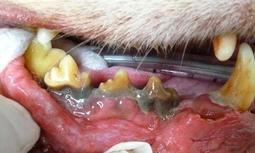 宠物猫的牙齿健康（预防和治疗牙结石和牙龈炎的方法）