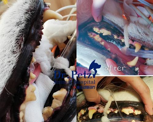 宠物猫的牙齿健康（预防和治疗牙结石和牙龈炎的方法）