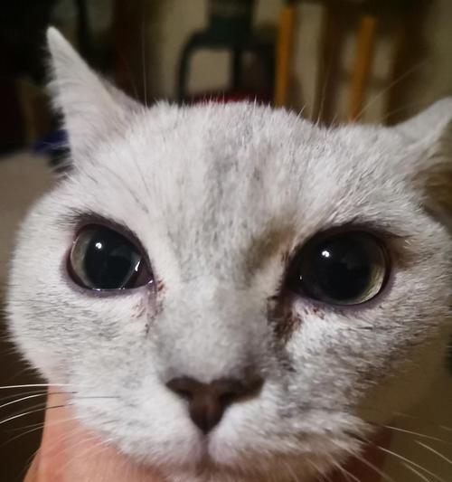 探究猫咪眼睛反复流脓的原因及应对方法（宠物爱护必知）