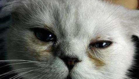 猫咪眼睛感染，怎样应对（掌握关键识别方法）