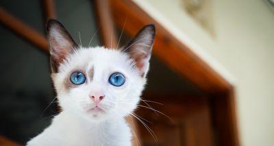 猫咪眼睛经常有毛（猫咪眼睛出现毛发的原因及处理方法）