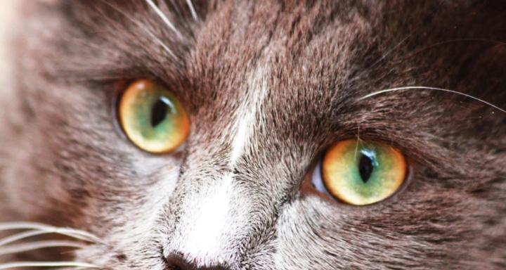 猫咪眼睛周围发黑，究竟是什么原因（探究猫咪眼睛周围黑斑的成因和治疗方法）