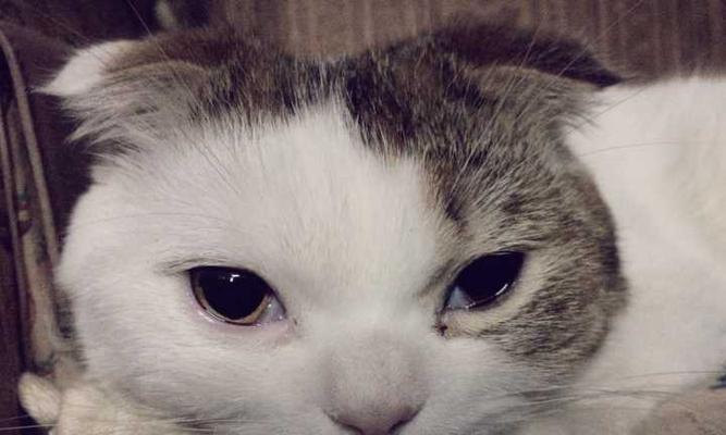 猫咪的眼睛为什么会红肿流泪（探究猫咪眼部问题的原因和治疗方法）