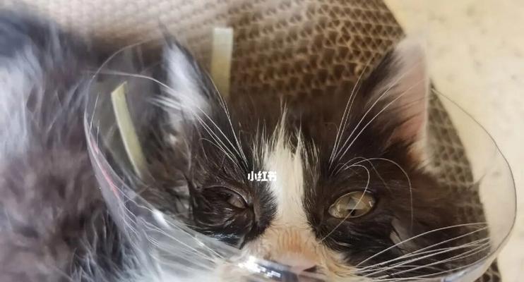 宠物猫眼流脓，如何解决（治疗猫咪眼流脓的方法和注意事项）