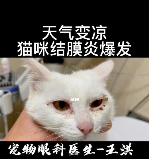 猫咪眼膜炎全面治疗指南（了解病因症状）