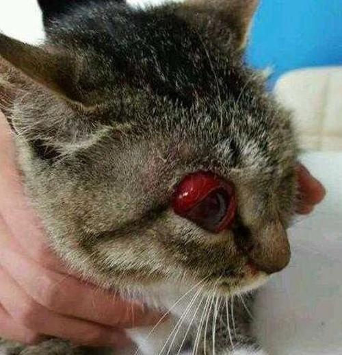 猫咪眼球突出眼眶症状全面解析（以宠物为主）
