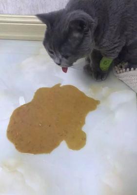 揭秘猫咪胰腺炎（了解胰腺炎）