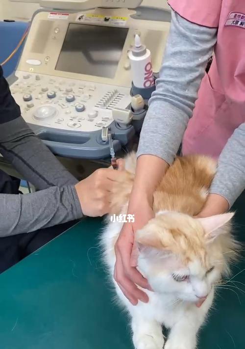 猫咪免疫（注射疫苗成为爱宠人士的必须之选）