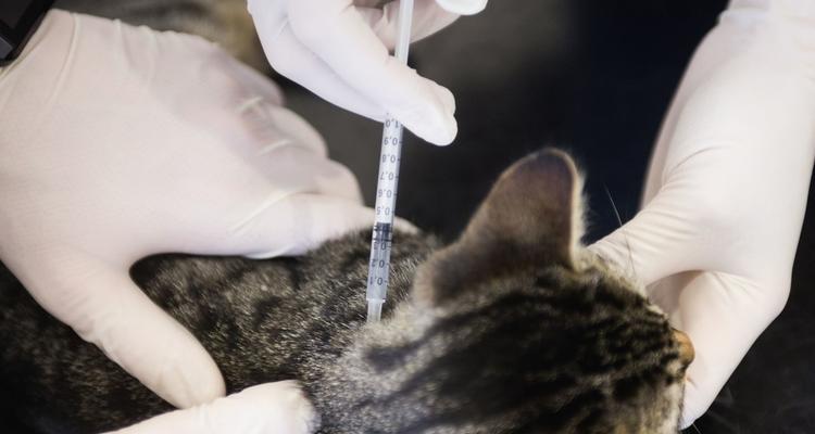 猫咪免疫（注射疫苗成为爱宠人士的必须之选）