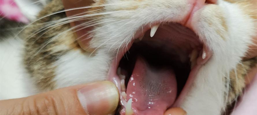 揭开猫咪口臭、牙龈红的真相——宠物护理知识（了解猫咪口腔疾病）