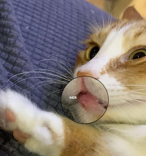 猫咪口腔肿瘤，怎么办（宠物疾病防治）