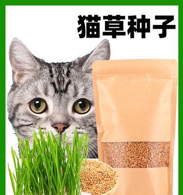 没有猫草，你的猫该吃什么（宠物养护贴士）