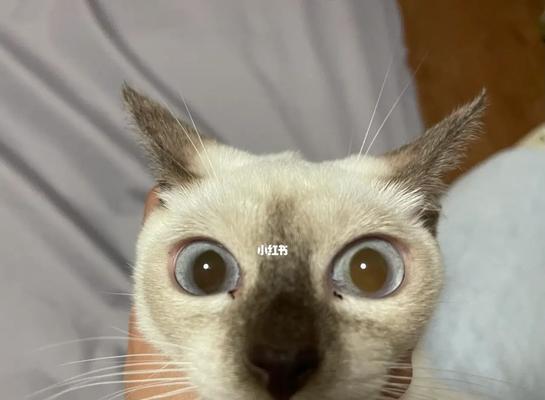 猫咪的眼屎问题——如何有效清除（解决猫咪眼屎问题）