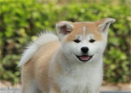 秋田犬，日本国宝级犬种的代表（探究秋田犬的历史）