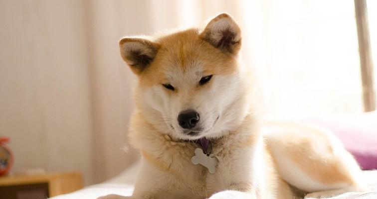 秋田犬，日本国宝级犬种的代表（探究秋田犬的历史）