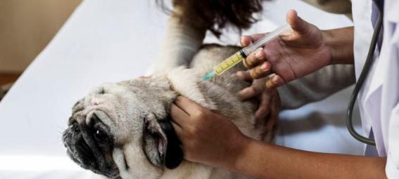 宠物犬春季必打的疫苗是什么（保护爱犬健康）