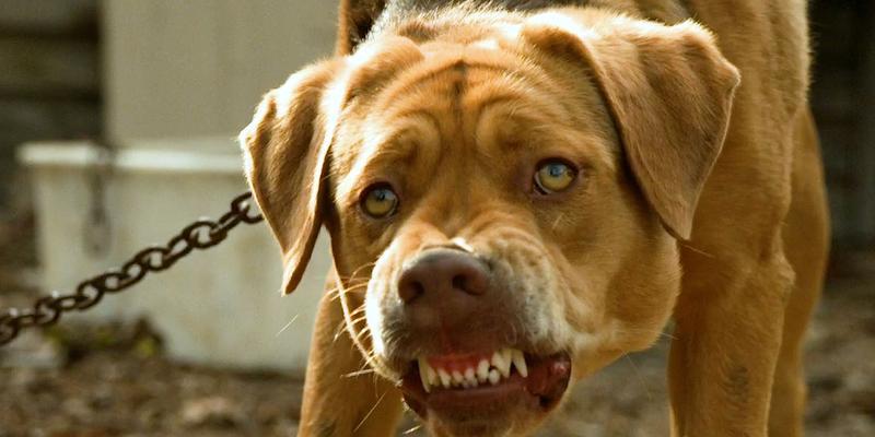 以犬王里的阿拉斯加雪橇犬为主题的宠物养护指南（掌握阿拉斯加雪橇犬的饲养）