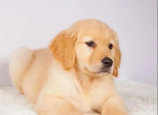 犬瘟细小，如何保护你的宠物（预防、治疗和护理）