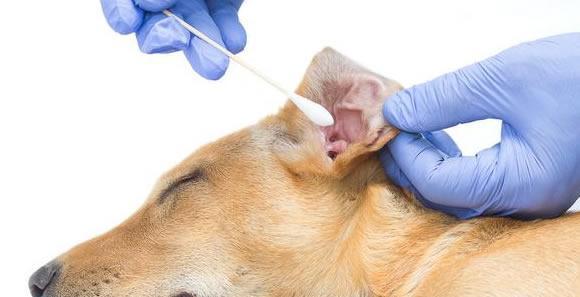 如何为你的宠物狗清洁耳朵（宠物健康的必要步骤与技巧）