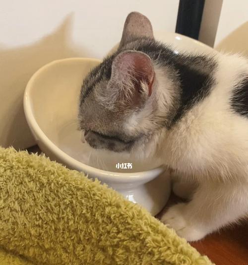 四十天小猫的饮水需求与管理（宠物的健康离不开适量的饮水）