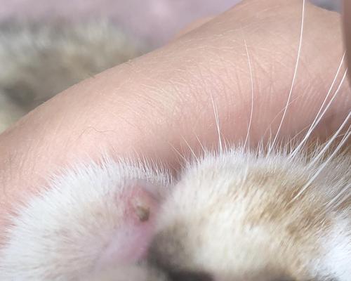 猫咪浓包的原因及治疗方法（揭秘猫咪上浓包形成的原因）