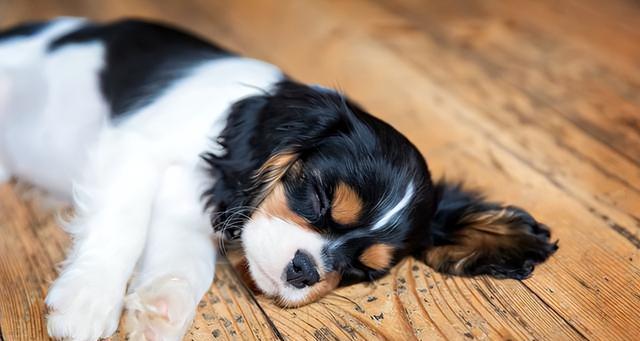 夏天养宠物小狗如何睡地板（以小狗狗夏天睡地板为主题的养护细节）