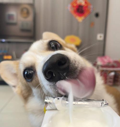 小狗喝酸奶的好处（探究宠物饮用酸奶的益处和注意事项）