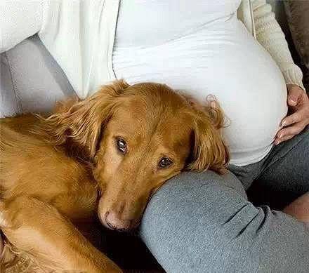 小狗怀孕需要多久（宠物主人必读的小狗怀孕时间解析）