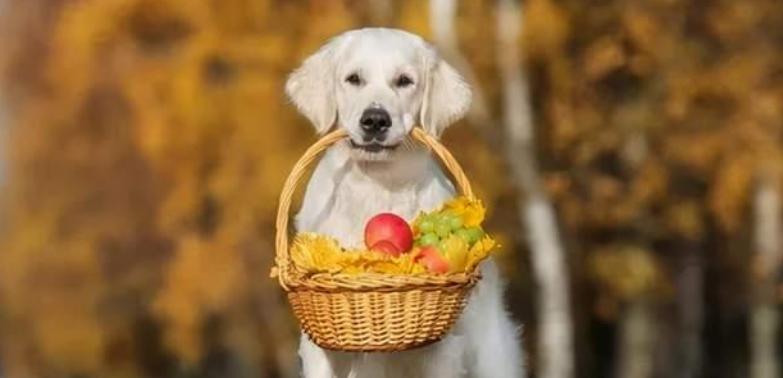 小狗的健康饮食——每天吃苹果核（宠物健康从饮食开始）