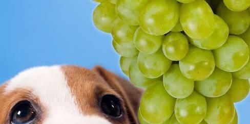 小狗的健康饮食——每天吃苹果核（宠物健康从饮食开始）