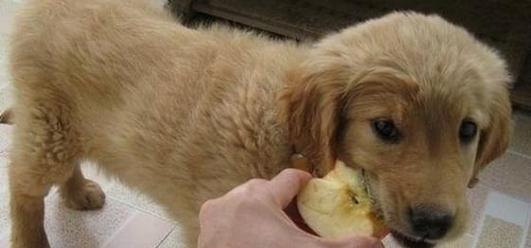 宠物小狗能否吃生白菜（饲养小狗的注意事项及小狗的饮食习惯分析）