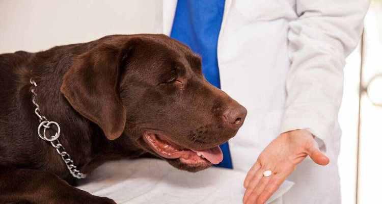 治疗小狗外伤的药物及护理方法（以宠物为主）