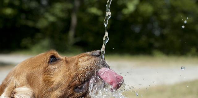 小狗严重脱水，如何抢救（掌握抢救技巧）