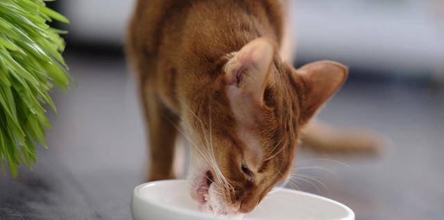 了解宠物小猫的营养需求与食物选择（了解宠物小猫的营养需求与食物选择）