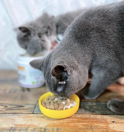 为什么小猫必须吃猫粮（探究猫粮对小猫健康的重要性）