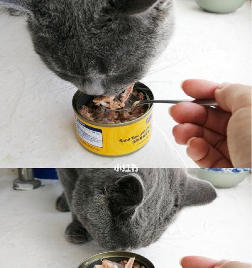 小猫吃成年猫罐头（小猫饮食需求）
