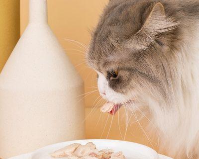 小猫吃罐头需热吗（探究喂养方式）