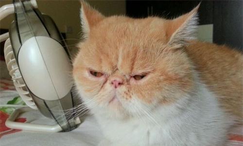 小猫为什么打喷嚏没鼻涕（探究小猫打喷嚏的原因和对宠物健康的影响）