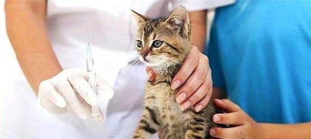 小猫打完疫苗后的睡眠表现（照顾宠物健康）
