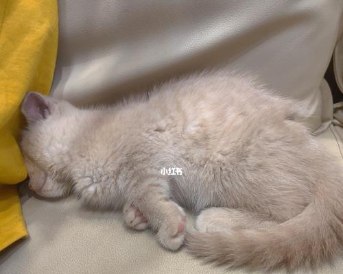 小猫打完疫苗后的睡眠表现（照顾宠物健康）