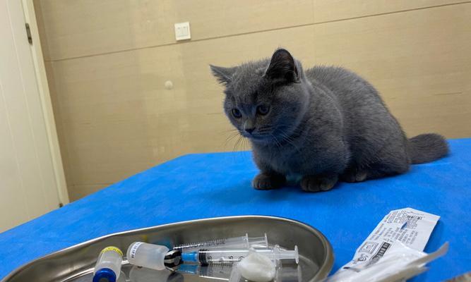 小猫打疫苗的必要性与注意事项（宠物主人必看）