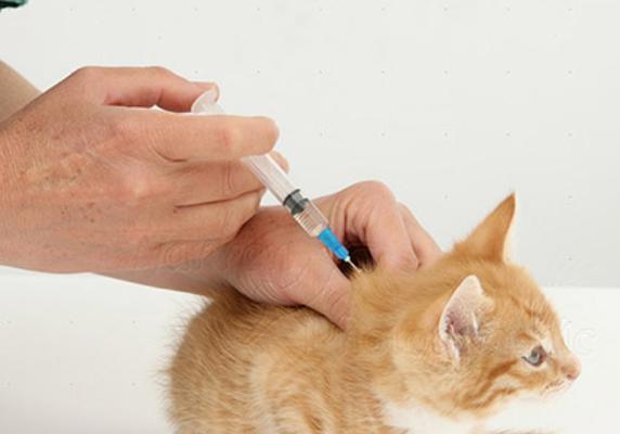 小猫打疫苗的重要性（宠物健康保障）