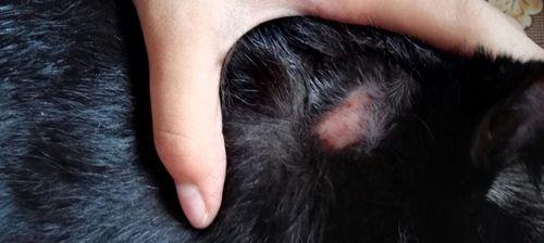 小猫皮肤炎症治疗指南（宠物皮肤炎症的病因与治疗方法）