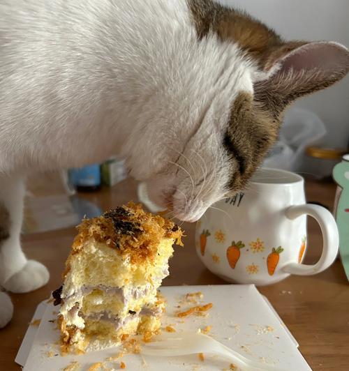 小猫的饮食秘密（揭秘小猫的健康饮食习惯）