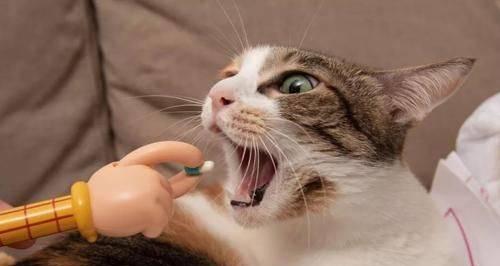 小猫肚子里的绦虫——如何预防和治疗（宠物主人必看）