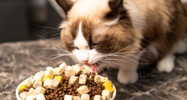 小猫应该什么时候开始吃干猫粮（以宠物为主的干粮喂养策略）