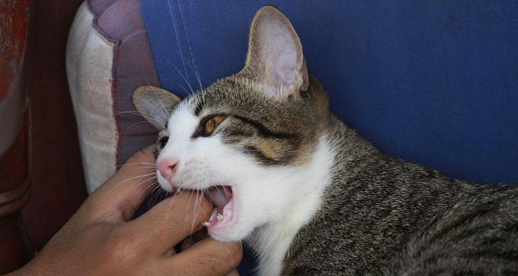 小猫长牙期饮食指南（宠物饮食建议）
