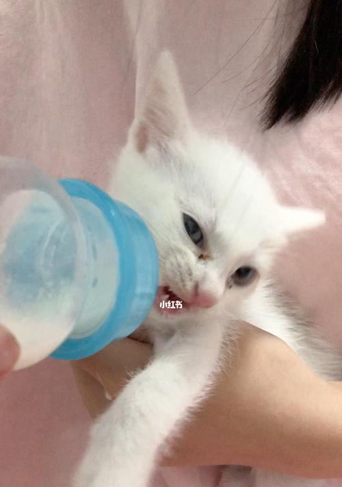 宠物小猫喝奶需不需要加热（如何正确给小猫喂奶以及加热的注意事项）
