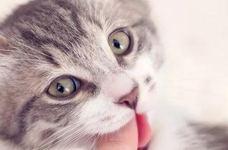 小猫换牙全指南（让宠物过好牙齿变换期）